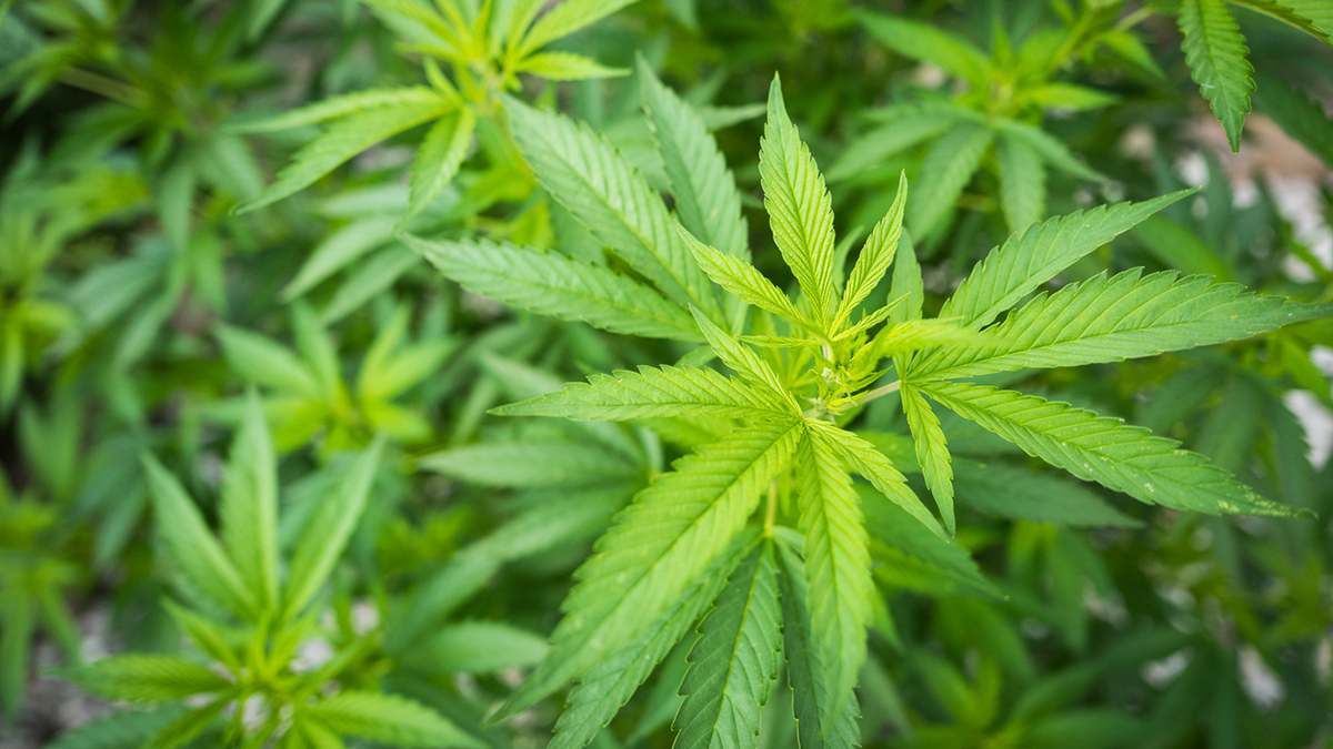 Close up of marijuana - herbal cannabis